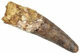 Real Fossil Spinosaurus Tooth - Huge Dinosaur Tooth #351611-1